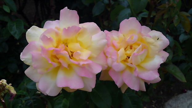 ピンクのバラの写真