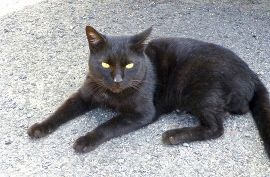 黒猫の写真
