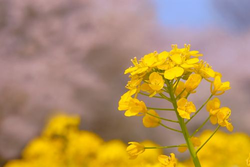 菜の花の写真