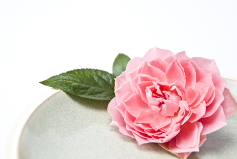 ピンクばらの写真