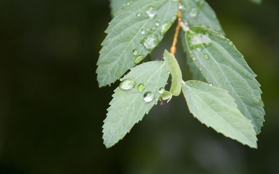 葉っぱにしずくの写真