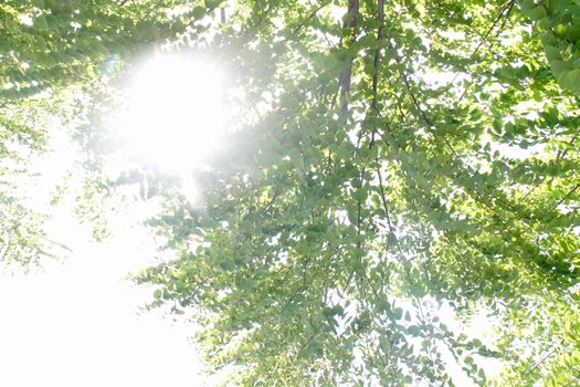 木漏れ日の写真